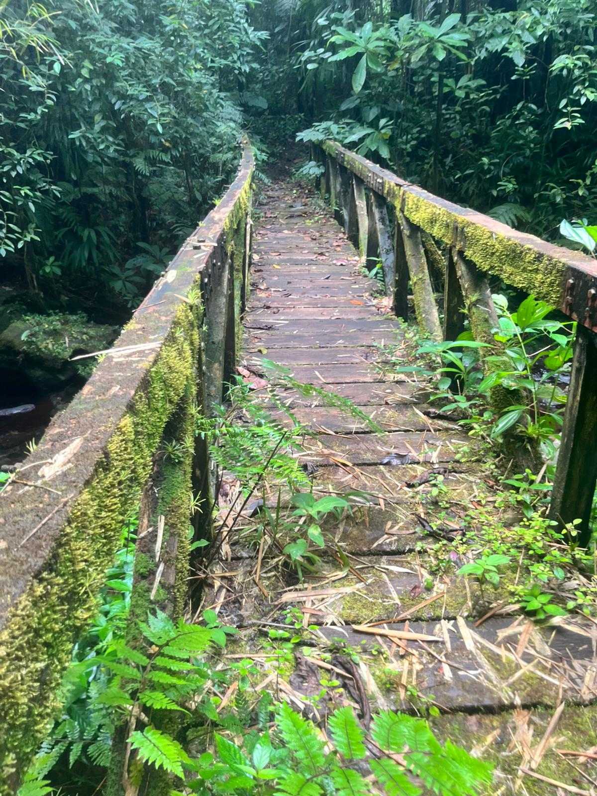 Waitukubuli trail bridge