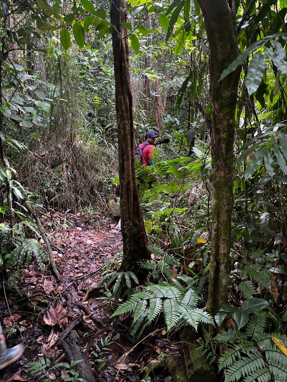 Waitukubuli trail path
