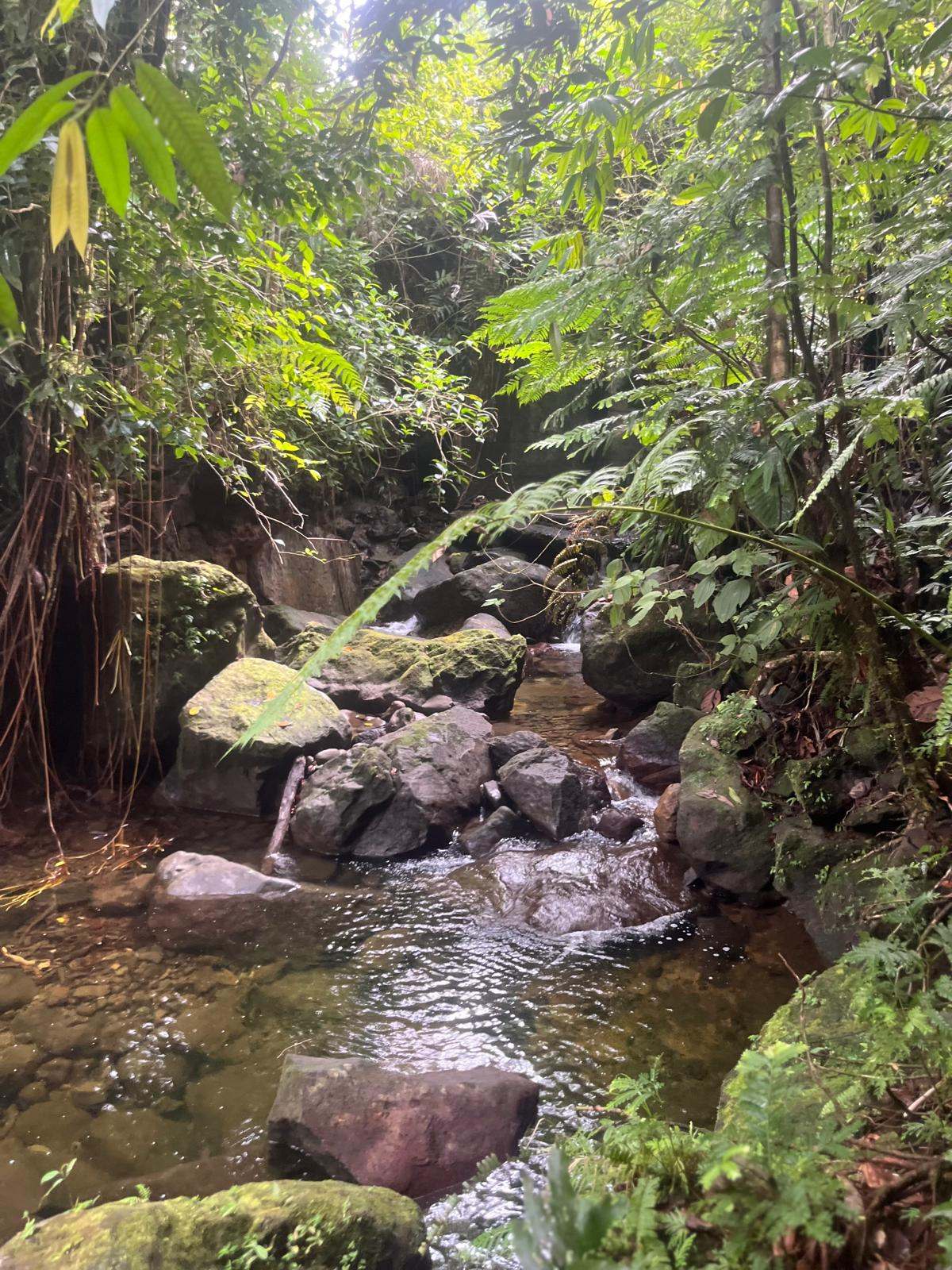 Waitukubuli trail river